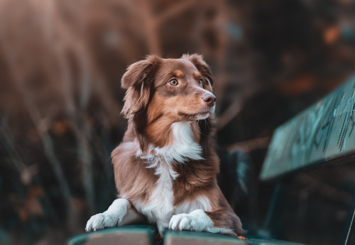 Suplementy diety i preparaty konopne dla zwierząt | cannabiumvet.pl