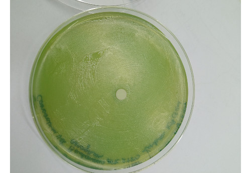 Suplementy diety i preparaty konopne dla ludzi i zwierząt | cannabiumvet.pl