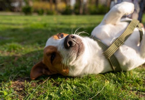 Suplementy diety i preparaty konopne dla zwierząt | cannabiumvet.pl